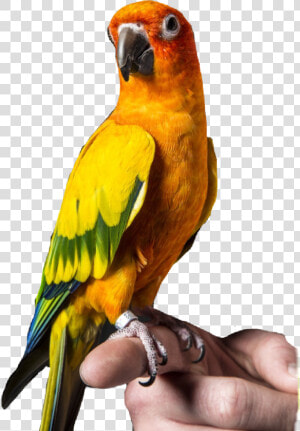 Logan Paul S Bird Maverick   Png Download   Logan Paul Maverick Bird  Transparent Png