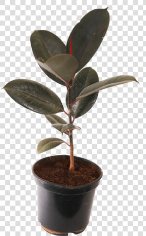 Ficus Elastica Decora Rubra  Rubber Plant  burgundy   Transparent Rubber Plant Png  Png Download