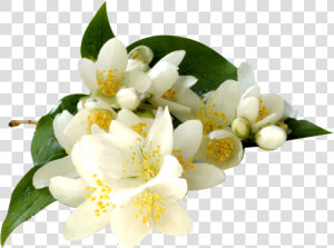 Jasmine Flower Transparent Png   Transparent Background Jasmine Flower Png  Png Download