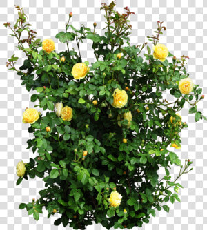 Plant Garden Roses Flower Shrub   Yellow Rose Bush Png  Transparent Png