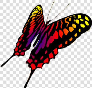 Drawing Of Swallowtail Butterfly   Butterfly  HD Png Download