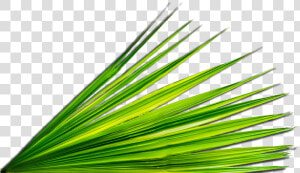 Palm Leaf Png   Church Palm Leaf  Transparent Png