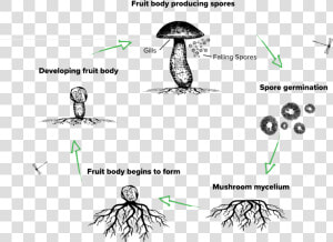 The Lifecycle Of A Mushroom   Mushroom Lifecycle  HD Png Download