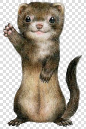  ferret  cute  freetoedit   Ferret Kawaii  HD Png Download