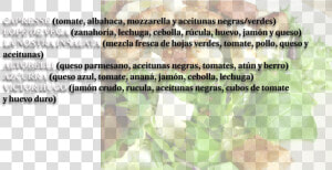 Transparent Hojas Verdes Png   Ensalada Waldorf  Png Download