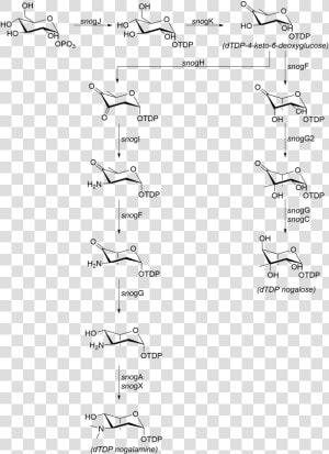 Nogalose And Nogalamine   Handwriting  HD Png Download