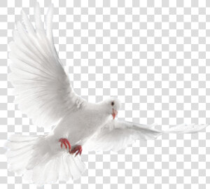 Bird pigeons And Doves wing beak rock Dove feather tail peace   Png White Dove Bird Flying  Transparent Png