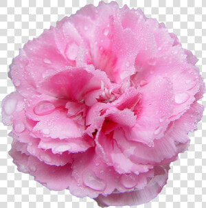 Transparent Flowers Transparent Flowers  Pink Carnations    Pink Carnation Transparent Background  HD Png Download