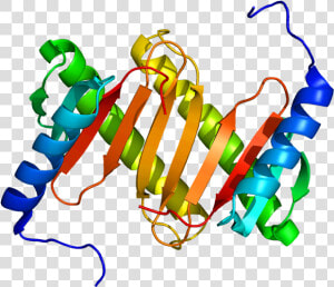 Protein Dynlrb1 Pdb 1y4o   Illustration  HD Png Download