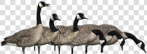 Transparent Geese Flying Png   Canada Goose  Png Download