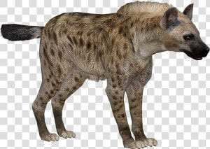 Download Hyena Png Transparent Images Transparent Backgrounds   Zoo Tycoon 2 Hyena  Png Download