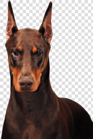 Doberman   Png Download   Transparent Doberman Png  Png Download