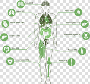 Image For Mike Hennesy S Linkedin Activity Called Great   Endocannabinoid System  HD Png Download