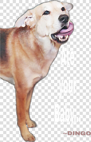  dingo   Dog Yawns  HD Png Download