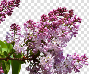 Crape Myrtle  HD Png Download