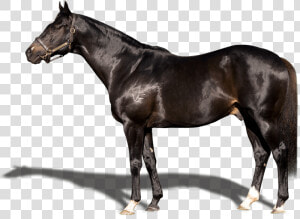 Stallion  HD Png Download