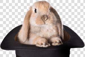 Rabbit Hat Png   Bunny Hat Magic  Transparent Png