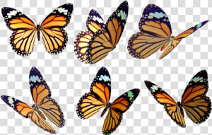 Transparent Butterfly Overlay   Free Transparent Butterfly Overlay  HD Png Download