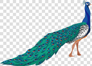 Peafowl Adobe Illustrator   Tropical Bird Png Clipart  Transparent Png