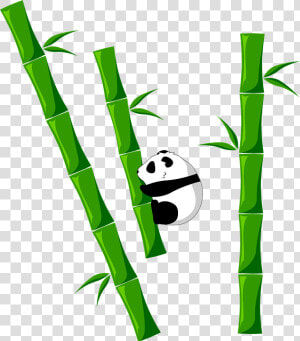 Bamboo  Panda  Animal   Bamboo Png  Transparent Png