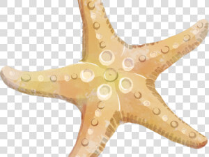 Transparent Starfish Cartoon Png   Starfish Clipart Png  Png Download