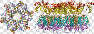 The Structure Of The Immature Hiv 1 Capsid In Intact   Hiv Virus Molecular Structure  HD Png Download