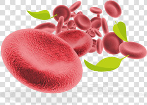 Red Blood Cells And Leaves   Red Blood Cells Png  Transparent Png