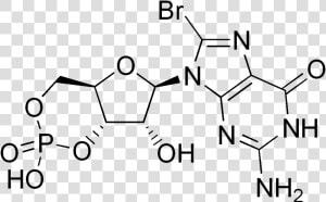 8 bromo Cyclic Gmp   2 Amino Terephthalic Acid  HD Png Download