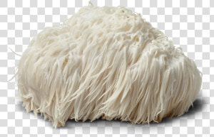 Lion Mane Png   Powdered Lion  39 s Mane Mushroom  Transparent Png