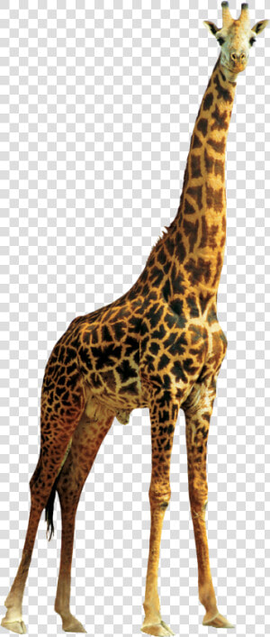 Giraffe High Quality Png   Transparent Background Giraffe Transparent  Png Download