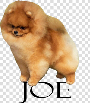 Pomeranian  HD Png Download