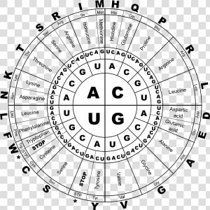 Rna Genetic Code  HD Png Download