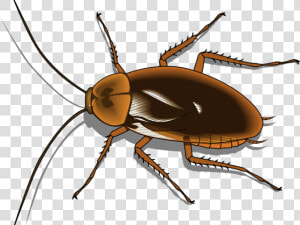 Cockroach Clipart Pest   Transparent Background Cockroach Clipart  HD Png Download