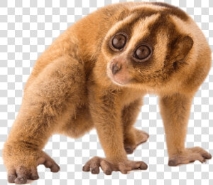 Loris Lent   Copyright Free Slow Loris  HD Png Download