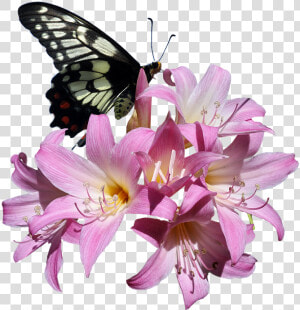 Butterfly  Belladonna  Lily  Flower  Insect   Transparent Butterflies Flowers Png  Png Download