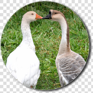 Geese  Png  Animals  Poultry  Isolated  Nature  Bird   Gambaran Hewan Unggas  Transparent Png