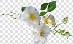 Rose White Single Free Photo   White Single Flower Png Transparent  Png Download