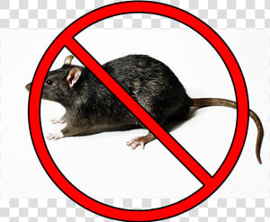 No Rats Here   Large Rat  HD Png Download