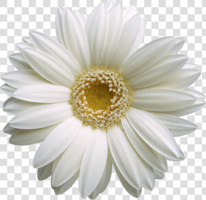 Hd Pic Flower Gerbera  HD Png Download