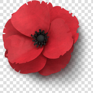 Poppy Flower Veterans Day   Anzac Poppy Transparent Background  HD Png Download