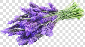 Lavender Sprig Png   Lavender Png  Transparent Png