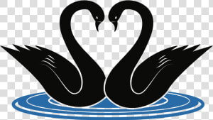 Swans   Swans Clipart  HD Png Download