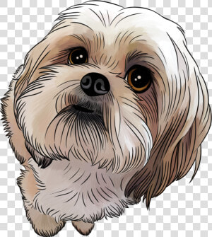 Collection Of Cartoon   Drawing Shih Tzu Cartoon  HD Png Download