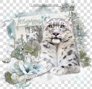 Snow Leopard By Verymany Found Here  HD Png Download