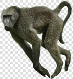 Baboon Png  Transparent Png