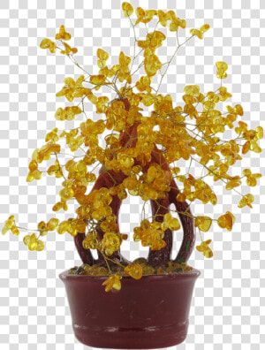 Natural Amber Lucky Money Tree   Houseplant  HD Png Download