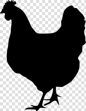 Hen Vector Svg   Black And White Chicken Svg  HD Png Download