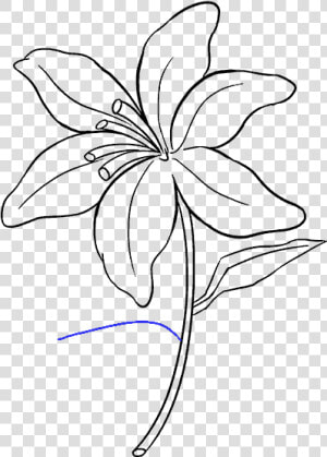 Drawing Tigers Lilies   Lily Flower Drawing Easy  HD Png Download