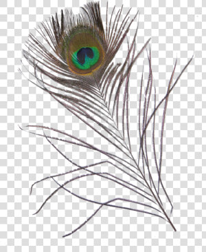  feather  feathers  peacock  peacockfeather  peacockfeathers   Sketch  HD Png Download