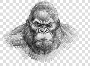 King Kong Drawing Easy   Png Download   King Kong Gorilla Face Drawing  Transparent Png